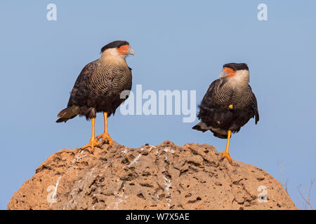 Caracara huppé (Polyborus plancus), deux autres à une termitière, parc national Serra da Canastra, Brésil, janvier. Banque D'Images