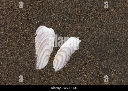 Couteau du Pacifique (Siliqua patula) Ouvrir les coquillages dans le sable sur la plage, lac Clark National Park, Alaska, USA. Juin 2013. Banque D'Images