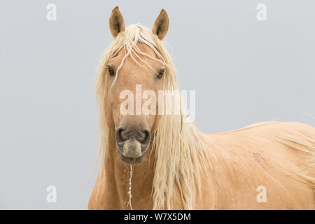 Mustang sauvage, portrait cheval, sable Lavabo Zone du troupeau, Colorado, USA. Banque D'Images