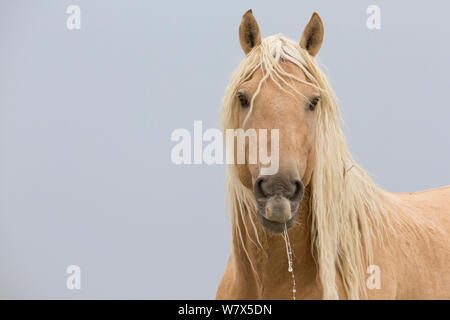 Mustang sauvage, portrait cheval, sable Lavabo Zone du troupeau, Colorado, USA. Banque D'Images