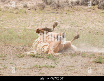 Mustang Wild horse inn de roulement, poussière, sable Lavabo Zone du troupeau, Colorado, USA. Banque D'Images