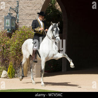 Horse Rider à Manuel Trigo costume traditionnel espagnol effectuant, équitation dressage Andalou gris Mare, Phoenix, Arizona, USA. Février 2012. Parution du modèle Banque D'Images