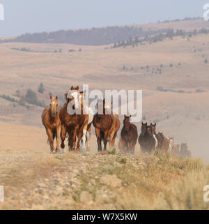 Les chevaux au ranch, Martinsdale, Montana, USA. Banque D'Images