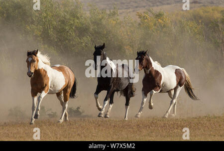 Pinto chevaux qui courent sur le ranch, Martinsdale, Montana, USA. Banque D'Images
