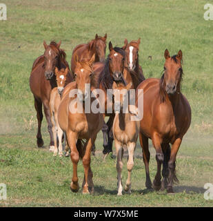 Troupeau de juments Quarter Horse et Azteca poulains, Blair, Nebraska, USA. Banque D'Images