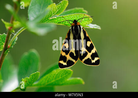 Wood Tiger Moth (Parasemia plantaginis) au repos. Dorset, Royaume-Uni, juin. Banque D'Images