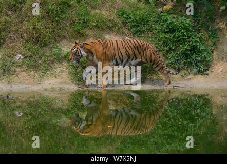 Tigre de Malaisie (Panthera tigris jacksoni), Malaisie. En captivité. Une espèce en voie de disparition, seulement environ 500 restent à l'état sauvage. Banque D'Images