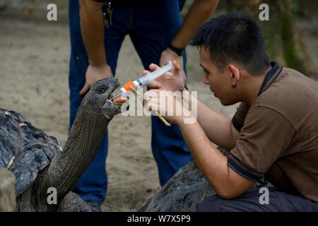 Tortue géante d'Aldabra (Geochelone gigantea), l'administration d'un vermifuge. médecine keepers En captivité. Se produit sur l'atoll d'Aldabra, Seychelles Banque D'Images