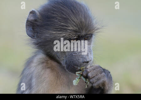 Babouin Chacma (Papio ursinus) mange de l'herbe. Réserve Naturelle De Hoop, Western Cape, Afrique du Sud. Banque D'Images