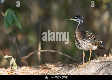 Sunbittern (Eurypyga helias) sur les bords de la rivière, du Mato Grosso, Pantanal, Brésil. En août. Banque D'Images