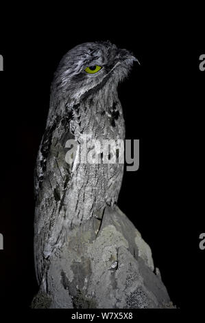 Great Potoo (Nyctibius grandis) perché sur un fencepost la nuit, Pantanal, Mato Grosso, Brésil. Juillet. Banque D'Images