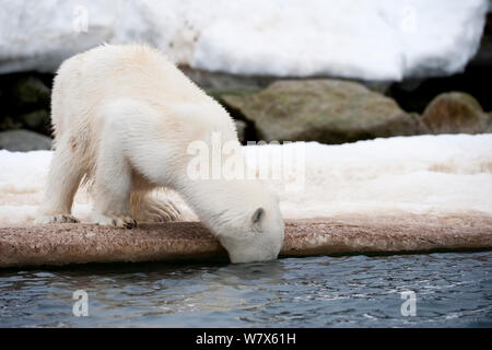 L'ours polaire (Ursus maritimus), Svalbard, Norvège. Juillet. Banque D'Images