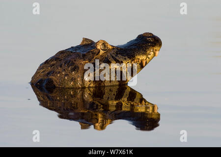 Caïman à lunettes (Caiman crocodilus) pris en compte dans la surface de l'eau, du Mato Grosso, Pantanal, Brésil. En août. Banque D'Images