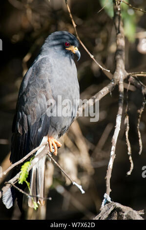 Milan des marais (Rostrhamus sociabilis) perché dans un arbre, Mato Grosso, Pantanal, Brésil. En août. Banque D'Images