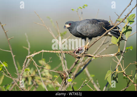 Milan des marais (Rostrhamus sociabilis) perché dans un arbre, Mato Grosso, Pantanal, Brésil. Juillet. Banque D'Images