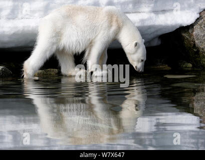 L'ours polaire (Ursus maritimus) traduit dans les zones côtières, Svalbard, Norvège. Juillet. Banque D'Images