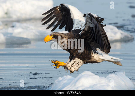 L'aigle de mer de Steller (Haliaeetus pelagicus) la chasse, Hokkaido, Japon. Février. Banque D'Images