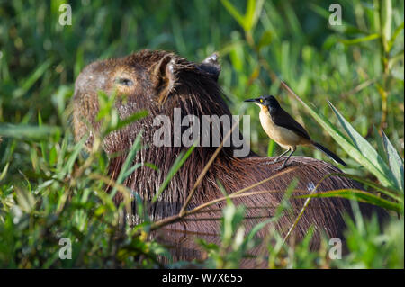 Black-capped Donacobius Donacobius atricapilla) (perché sur dos de Capybara (Hydrochoerus hydrochaeris) Capybara, Mato Grosso, Pantanal, Brésil. Juillet. Banque D'Images