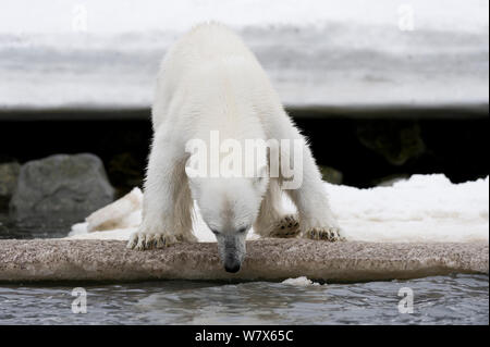 L'ours polaire (Ursus maritimus) bord de l'eau nourriture, Svalbard, Norvège. Juillet. Banque D'Images