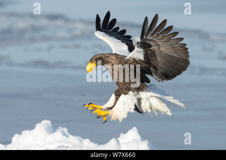 L'aigle de mer de Steller (Haliaeetus pelagicus) landing, Hokkaido, Japon. Février. Banque D'Images