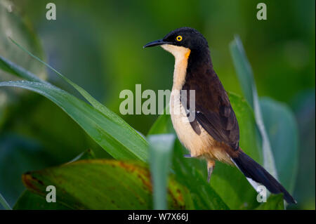 Black-capped Donacobius Donacobius atricapilla (rivière), reed, Mato Grosso, Pantanal, Brésil. En août. Banque D'Images