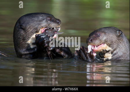 La loutre géante (Pteronura brasiliensis) se nourrir de poissons, Pantanal, Mato Grosso, Brésil. En août. Banque D'Images