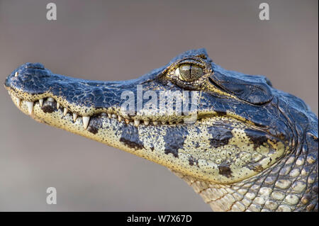 Caïman à lunettes (Caiman crocodilus) Mato Grosso, Pantanal, Brésil. Juillet. Banque D'Images