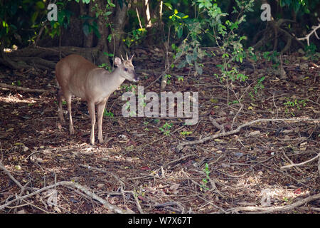 Red Deer Brocket (Mazama americana) dans la forêt, au Brésil. Banque D'Images