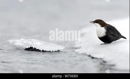 White-throated Dipper (Cinclus cinclus) sur une rive de la rivière Snowy, en Finlande. Février. Banque D'Images