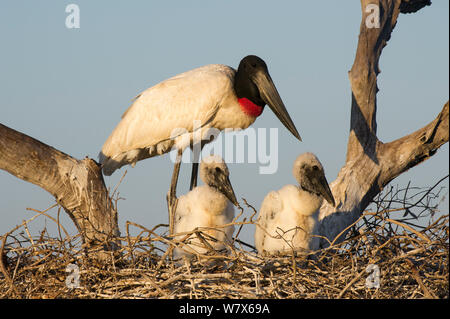 Jabiru mycteria Jabiru (adultes) dans le nid avec deux poussins, Pantanal, Mato Grosso, Brésil. Juillet. Banque D'Images