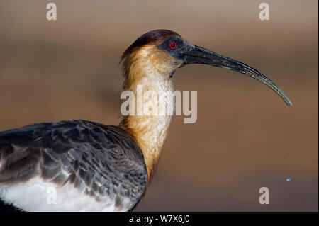 Ibis rouge Buff (Theristicus caudatus) Mato Grosso, Pantanal, Brésil. En août. Banque D'Images