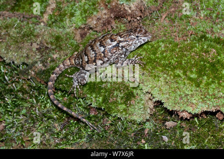 Lézard Sceloporus undulatus (clôture hyacinthinus), Chino, North Carolina, USA, juin. Banque D'Images