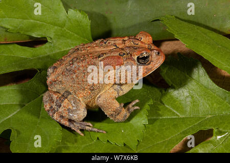 Le sud (Bufo terrestris) en Floride, aux États-Unis. Conditions contrôlées. Banque D'Images