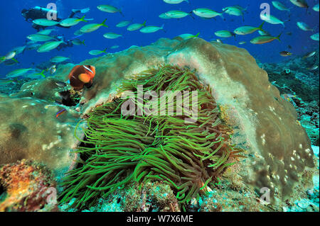 Oman poisson clown / poissons clowns (Amphiprion omanensis) dans une anémone de mer coriace (Heteractis crispa) près d'un disque (corail Porites) avec des variables (fusiliers Caesio varilineata) et d'un plongeur dans l'arrière-plan, la côte du Dhofar et îles Hallaniyat, Oman. Mer d'Oman. Février 2014. Banque D'Images