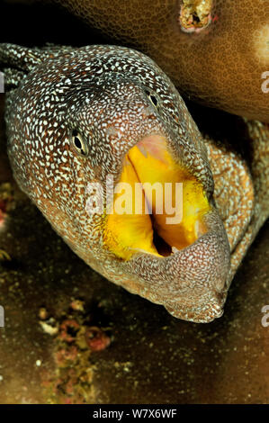 Gros plan de la tête d'un Yellowmouth / Gymnothorax nudivomer moray (étoilé) avec la bouche ouverte, l'autre du Dhofar et îles Hallaniyat, Oman. Mer d'Oman. Banque D'Images