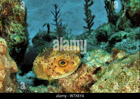 Longspined balloonfish / porcs-épics (Diodon holocanthus) sur le récif, l'île de San Salvador / Colombus Island, aux Bahamas. Des Caraïbes. Banque D'Images