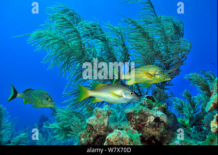 Deux Bluestriped / grognements de sangliers (Johnrandallia sciurus) et un maître / vivaneau Dogtooth (Lutjanus apodus) en face d'une Sea rod (Plexaura / Eunicea ), l'île de San Salvador / Colombus Island, aux Bahamas. Des Caraïbes. Banque D'Images