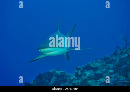 Requin de récif des Caraïbes (Carcharhinus perezii) nager au-dessus de corail, l'île de San Salvador / Colombus Island, aux Bahamas. Des Caraïbes. Banque D'Images