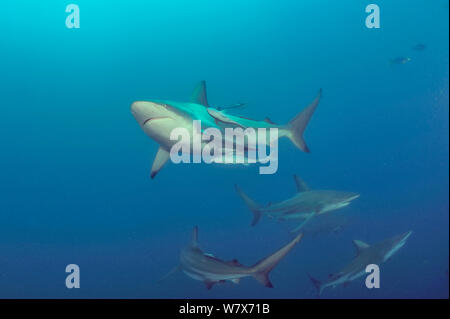 Blacktip requins (Carcharhinus limbatus) avec (Echeneis naucrates Remoras) attaché à certains d'entre eux, Kwazulu-Natal, Afrique du Sud. De l'Océan indien. Banque D'Images