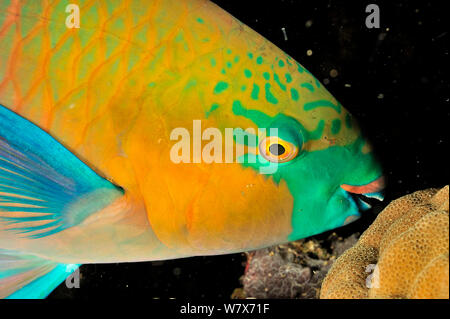 Rusty le perroquet (Scarus ferrugineus) dormir la nuit, au Soudan. Mer Rouge. Banque D'Images