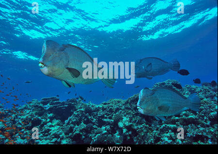 Groupe de c. poisson perroquet (Bolbometopon muricatum) nager au-dessus de coraux, au Soudan. Mer Rouge. Banque D'Images