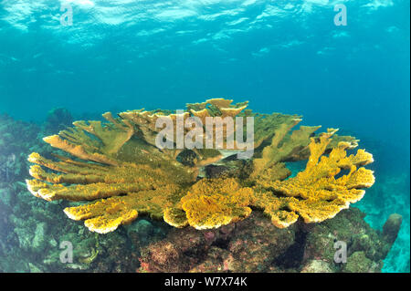 Corail Elkhorn (Acropora palmata) La Guadeloupe, le Mexique. Des Caraïbes. Banque D'Images