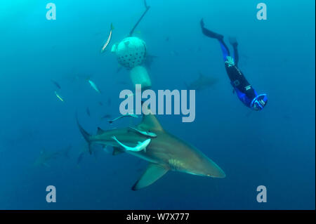 Pierre Frolla, détenteur du record de plongée libre, plongée parmi les requins Blacktip (Carcharhinus limbatus), Kwazulu-Natal, Afrique du Sud. De l'Océan indien. Novembre 2011. Banque D'Images