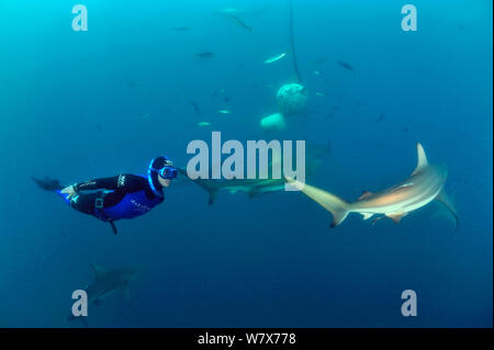 Pierre Frolla, détenteur du record de plongée libre, plongée parmi les requins Blacktip (Carcharhinus limbatus), Kwazulu-Natal, Afrique du Sud. De l'Océan indien. Novembre 2011. Banque D'Images