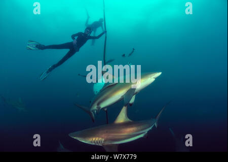 Pierre Frolla, détenteur du record de plongée du monde, et les femmes avec lui, la formation des plongeurs plongée parmi Blacktip requins (Carcharhinus limbatus), Kwazulu-Natal, Afrique du Sud. De l'Océan indien. Novembre 2011. Banque D'Images