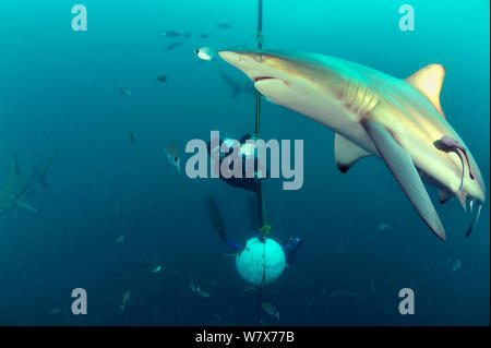 Pierre Frolla, détenteur du record de plongée du monde, et les femmes avec lui, la formation des plongeurs plongée parmi Blacktip requins (Carcharhinus limbatus), Kwazulu-Natal, Afrique du Sud. De l'Océan indien. Novembre 2011. Banque D'Images
