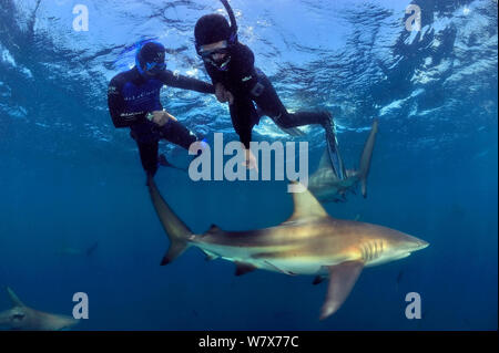 Pierre Frolla, détenteur du record de plongée du monde, et les femmes avec lui, la formation des plongeurs plongée parmi Blacktip requins (Carcharhinus limbatus), Kwazulu-Natal, Afrique du Sud. De l'Océan indien. Novembre 2011. Banque D'Images