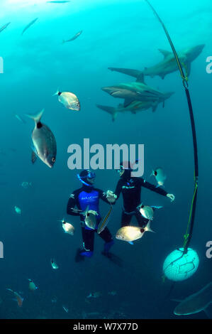 Pierre Frolla, détenteur du record de plongée du monde, et les femmes avec lui, la formation des plongeurs plongée parmi Blacktip requins (Carcharhinus limbatus), Kwazulu-Natal, Afrique du Sud. De l'Océan indien. Novembre 2011. Banque D'Images