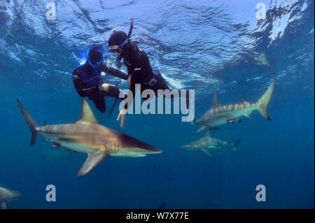 Pierre Frolla, détenteur du record de plongée du monde, et les femmes avec lui, la formation des plongeurs plongée parmi Blacktip requins (Carcharhinus limbatus), Kwazulu-Natal, Afrique du Sud. De l'Océan indien. Novembre 2011. Banque D'Images