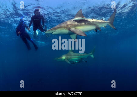 Pierre Frolla, détenteur du record de plongée du monde, et les femmes avec lui, la formation des plongeurs plongée parmi Blacktip requins (Carcharhinus limbatus), Kwazulu-Natal, Afrique du Sud. De l'Océan indien. Novembre 2011. Banque D'Images